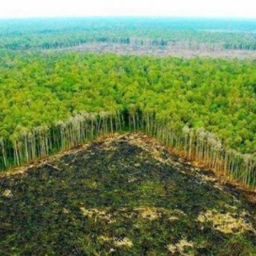 Stop Amazon Rainforest deforestation